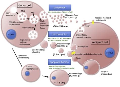 vcicle|6.9: Vesicles .